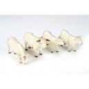 Charolais Cattle